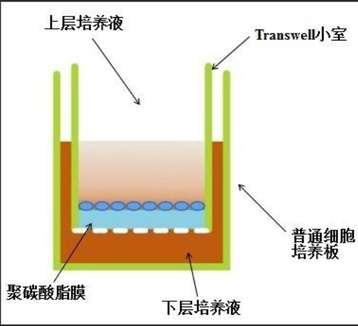 细胞迁移
