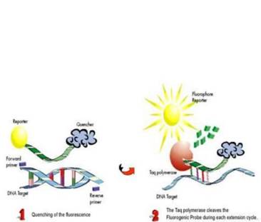 实时荧光定量PCR