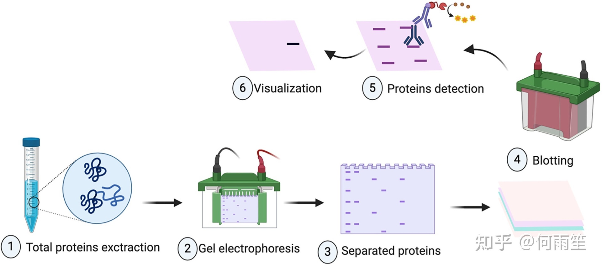 免疫印迹（Western Blot）检测